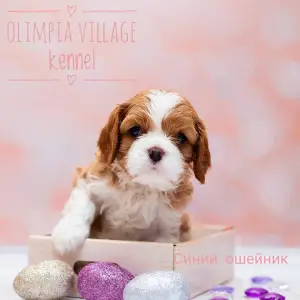 Photo №1. cavalier king charles spaniel - à vendre en ville de Moscou | 1208€ | Annonce №1813