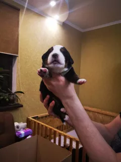 Photos supplémentaires: Les chiots bernois Sennenhund sont proposés à la réservation