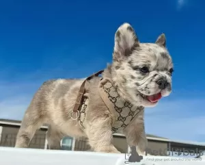 Photo №3. Chiots bouledogue français. Espagne