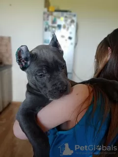 Photos supplémentaires: Chiots cane corso