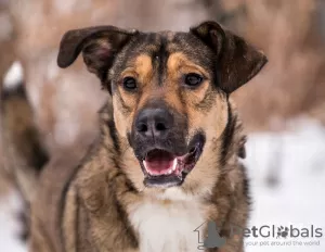 Photo №1. chien bâtard - à vendre en ville de Москва | Gratuit | Annonce №72137