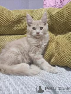 Photos supplémentaires: Un garçon Maine Coon.