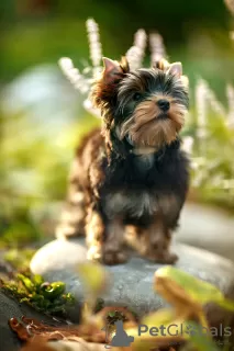 Photos supplémentaires: Je propose à la vente des chiots yorkshire terrier