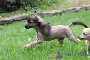 Photo №2 de l'annonce № 77895 de la vente chien chinois à crête - acheter à Pologne éleveur