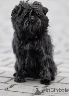 Photo №4. Je vais vendre affenpinscher en ville de Dnipro. de la fourrière - prix - 2000€