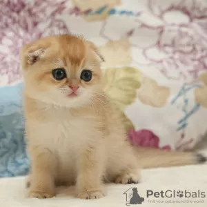 Photo №3. Excellents chatons Scottish Fold de race. Allemagne