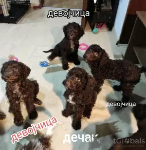 Photos supplémentaires: Chiots Lagotto Romagnolo à vendre