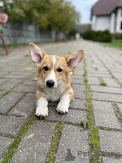 Photos supplémentaires: corgi à vendre