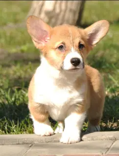 Photo №1. welsh corgi - à vendre en ville de Kiev | 900€ | Annonce №1856