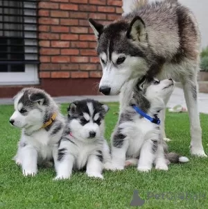 Photo №1. husky de sibérie - à vendre en ville de Attard | Gratuit | Annonce №82060