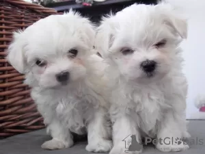 Photo №1. bichon maltais - à vendre en ville de Cologne | négocié | Annonce №31938