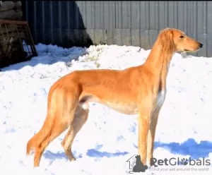 Photos supplémentaires: Chiots Saluki, femelles et mâles