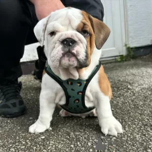 Photo №1. bulldog anglais - à vendre en ville de Братислава | Gratuit | Annonce №111333