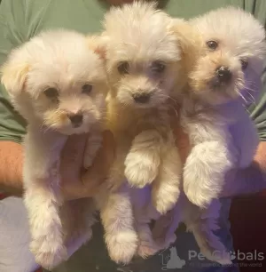 Photo №1. bichon maltais - à vendre en ville de Larnaca | négocié | Annonce №40431