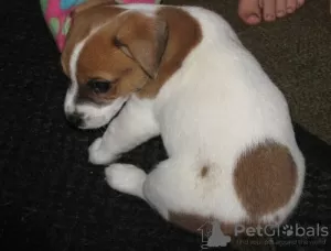 Photo №3. Chiots Jack Russel. Lituanie