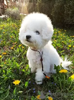 Photo №3. Chiots bichon frisé. USA