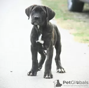 Photos supplémentaires: Chiots Cane Corso disponibles à la vente.