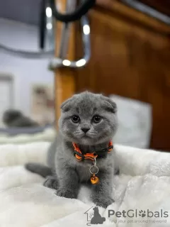 Photo №1. scottish fold - à vendre en ville de West Palm Beach | 280€ | Annonce № 122990