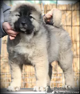 Photo №3. Chiots Berger du Caucase à vendre. Serbie