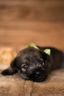 Photo №3. Des chiots Mittelschnauzer sont proposés, très beaux, mignons et ludiques). Ukraine