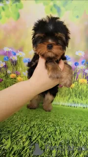 Photo №1. yorkshire terrier - à vendre en ville de Эспоо | 1000€ | Annonce №129650