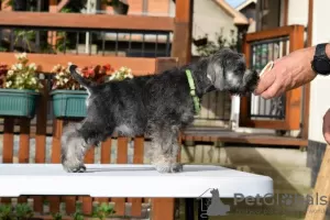 Photos supplémentaires: Poivre et sel de Schnauzer nain