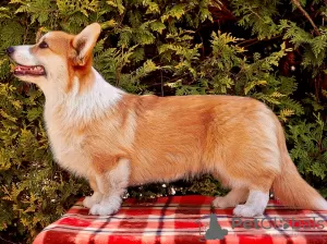 Photos supplémentaires: Chiot Welsh Corgi Pembroke