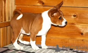 Photo №1. basenji - à vendre en ville de Gomel | 769€ | Annonce №33080