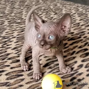 Photo №1. sphynx - à vendre en ville de Hamilton | négocié | Annonce № 89021