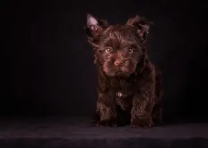 Photo №2 de l'annonce № 3825 de la vente yorkshire terrier - acheter à Fédération de Russie éleveur