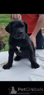 Photos supplémentaires: Mastiff sud-africain - Boerboel