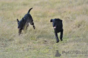 Photos supplémentaires: Chiot Retriever à Poil Droit