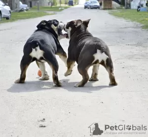 Photos supplémentaires: Chiots bouledogues anglais