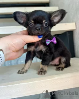 Photo №1. chihuahua - à vendre en ville de Iserlohn | Gratuit | Annonce №128397