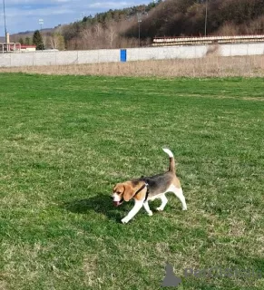 Photos supplémentaires: beagle