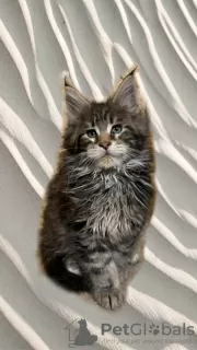 Photo №1. maine coon - à vendre en ville de Ногинск-9 | négocié | Annonce № 13433