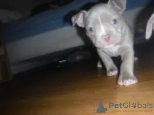 Photo №2 de l'annonce № 122099 de la vente american bully - acheter à France annonce privée