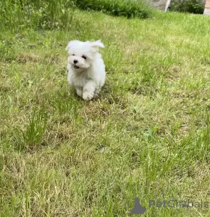 Photo №2 de l'annonce № 10999 de la vente bichon maltais - acheter à Ukraine de la fourrière, éleveur