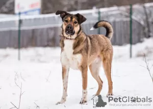 Photos supplémentaires: Bim, un jeune chien joyeux, cherche un foyer.