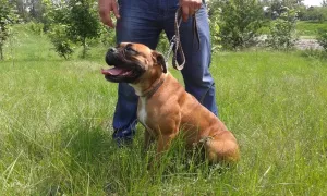 Photo №3. Boxer rousse chiots de Pâques. Ukraine