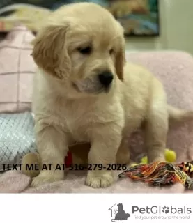 Photo №1. golden retriever - à vendre en ville de Nashville | 473€ | Annonce №124024