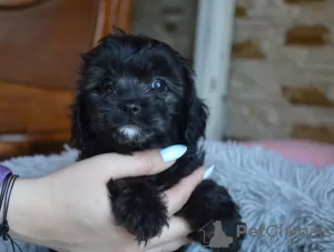 Photo №4. Je vais vendre cavalier king charles spaniel en ville de Busko-Zdrój. éleveur - prix - 645€