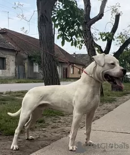 Photos supplémentaires: dogue argentin