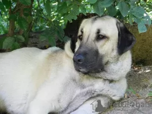 Photos supplémentaires: Kangal chiots