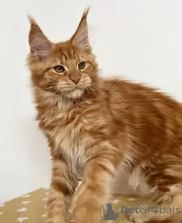 Photo №4. Je vais vendre maine coon en ville de Berlin.  - prix - 500€