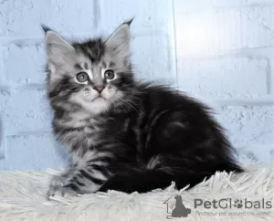 Photo №1. maine coon - à vendre en ville de Москва | 443€ | Annonce № 9316