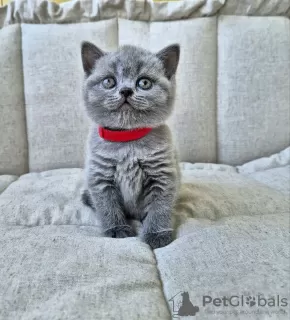 Photo №2 de l'annonce № 104274 de la vente british shorthair - acheter à Fédération de Russie éleveur