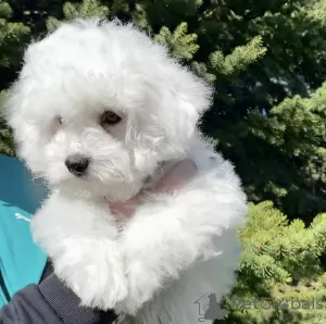 Photo №1. bichon à poil frisé - à vendre en ville de Herne | 1000€ | Annonce №51883