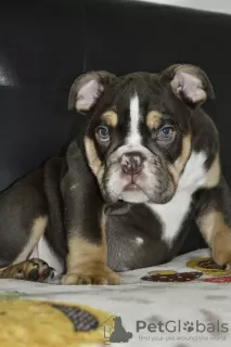 Photos supplémentaires: Chiots bouledogues anglais