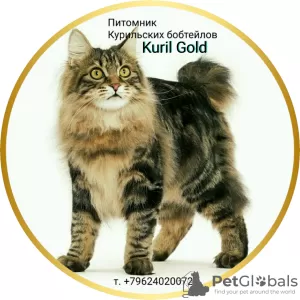 Photo №1. bobtail des kouriles - à vendre en ville de Stavropol | 159€ | Annonce № 20583